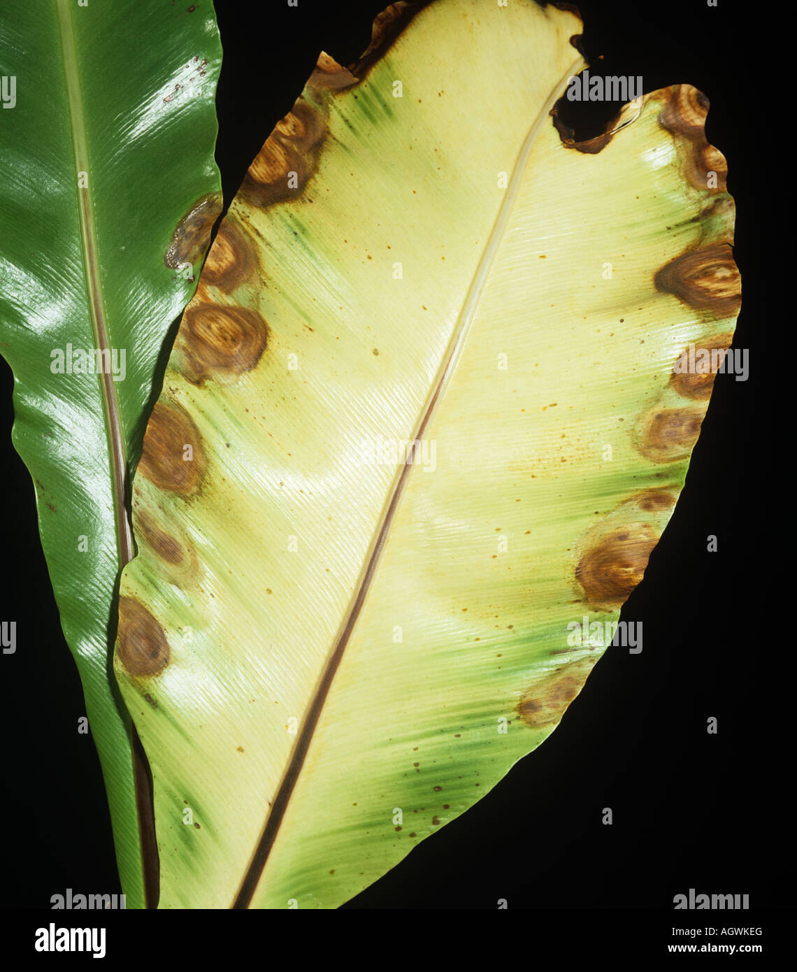 La tache bactérienne Xanthomonas campestris sur la marge de bird s nest fern leaf Banque D'Images