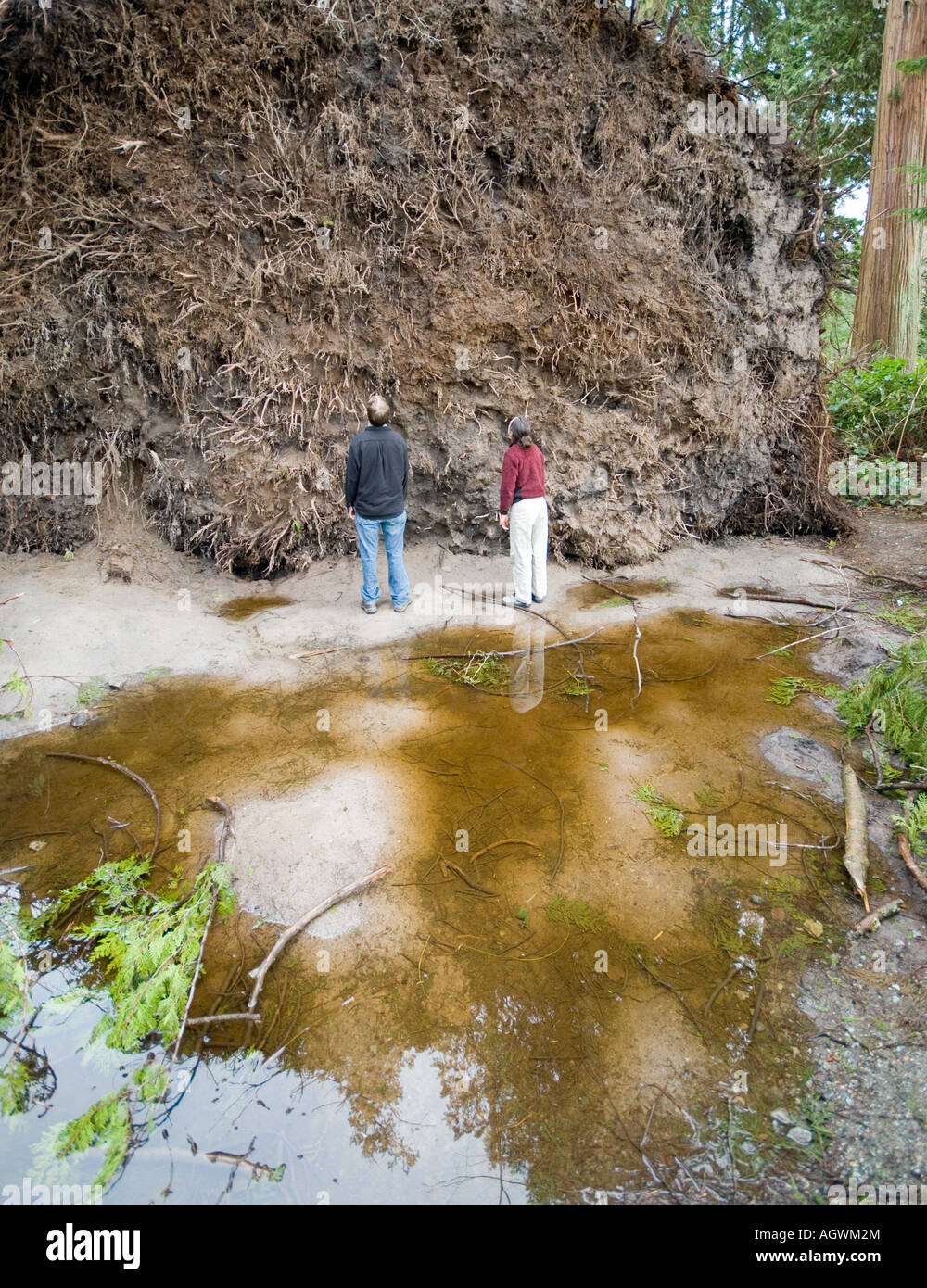 Un gigantesque boule de racine d'un arbre qui est tombé de la pruche dans  Vancouver, BC's Stanley Park Photo Stock - Alamy