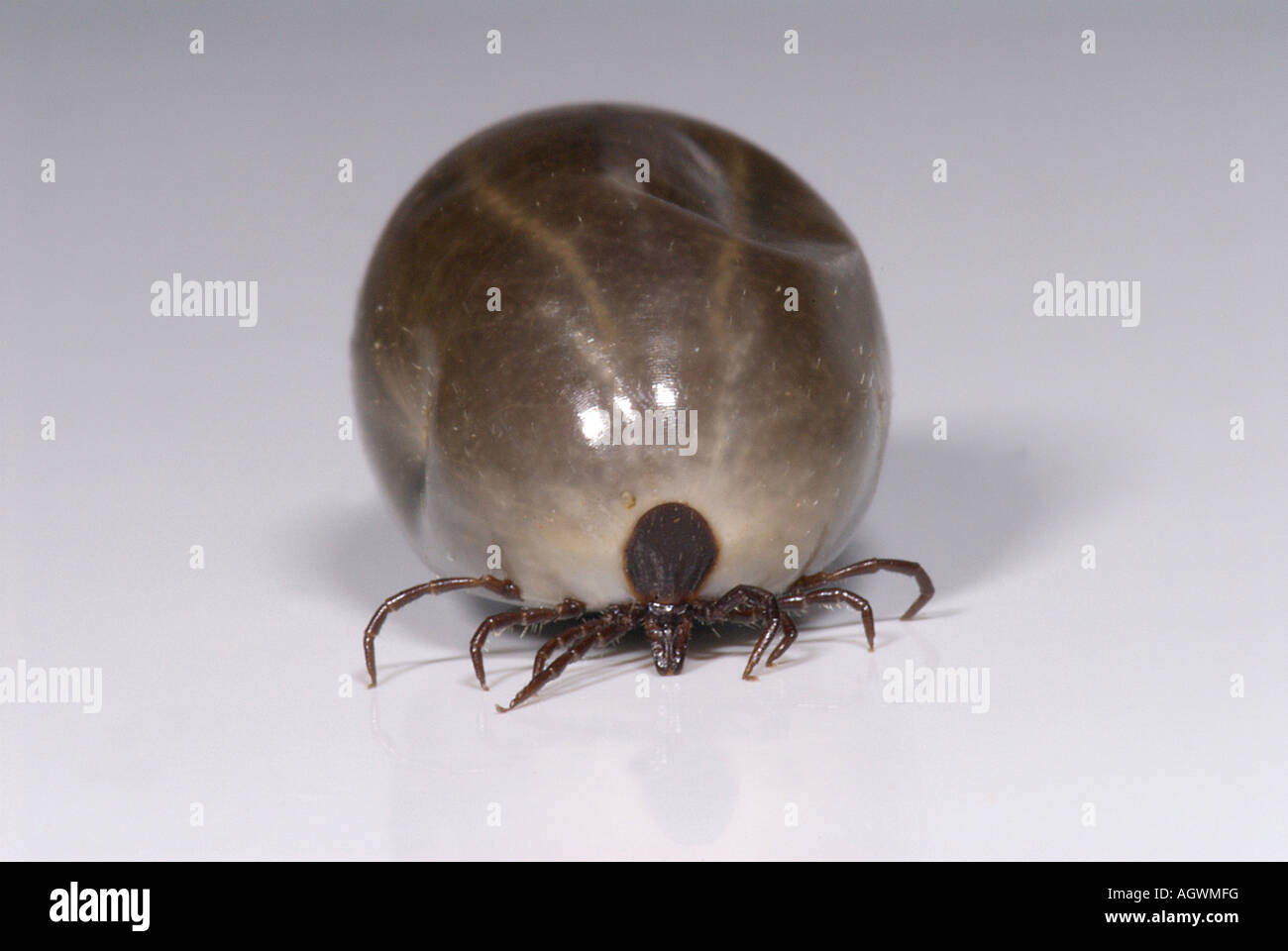 Communément connu sous le nom de tique tique tique ou d'ovins Banque D'Images