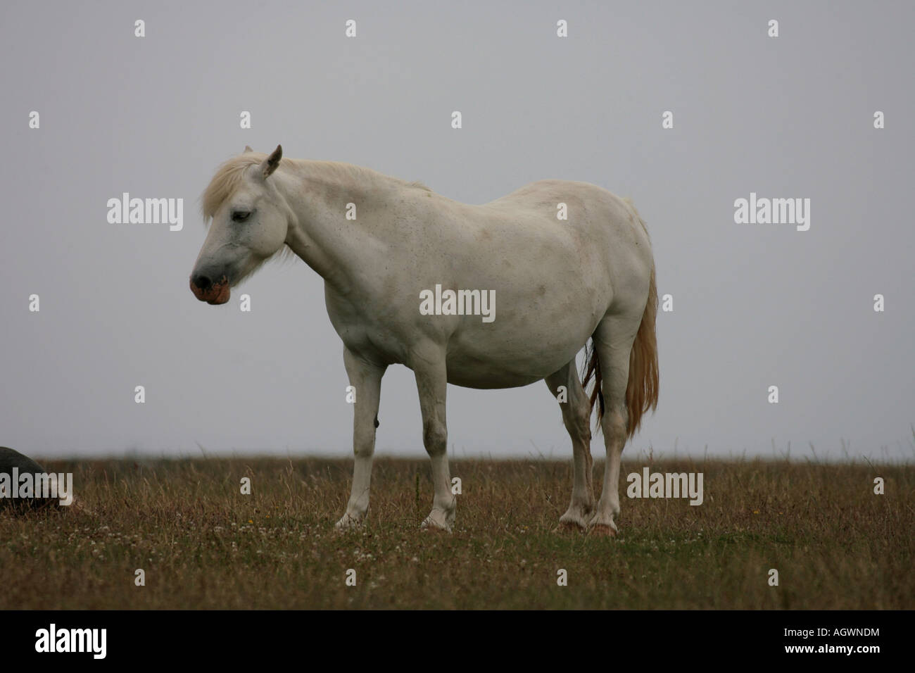 White horse sur clifftops dans l'ouest du pays de Galles Banque D'Images