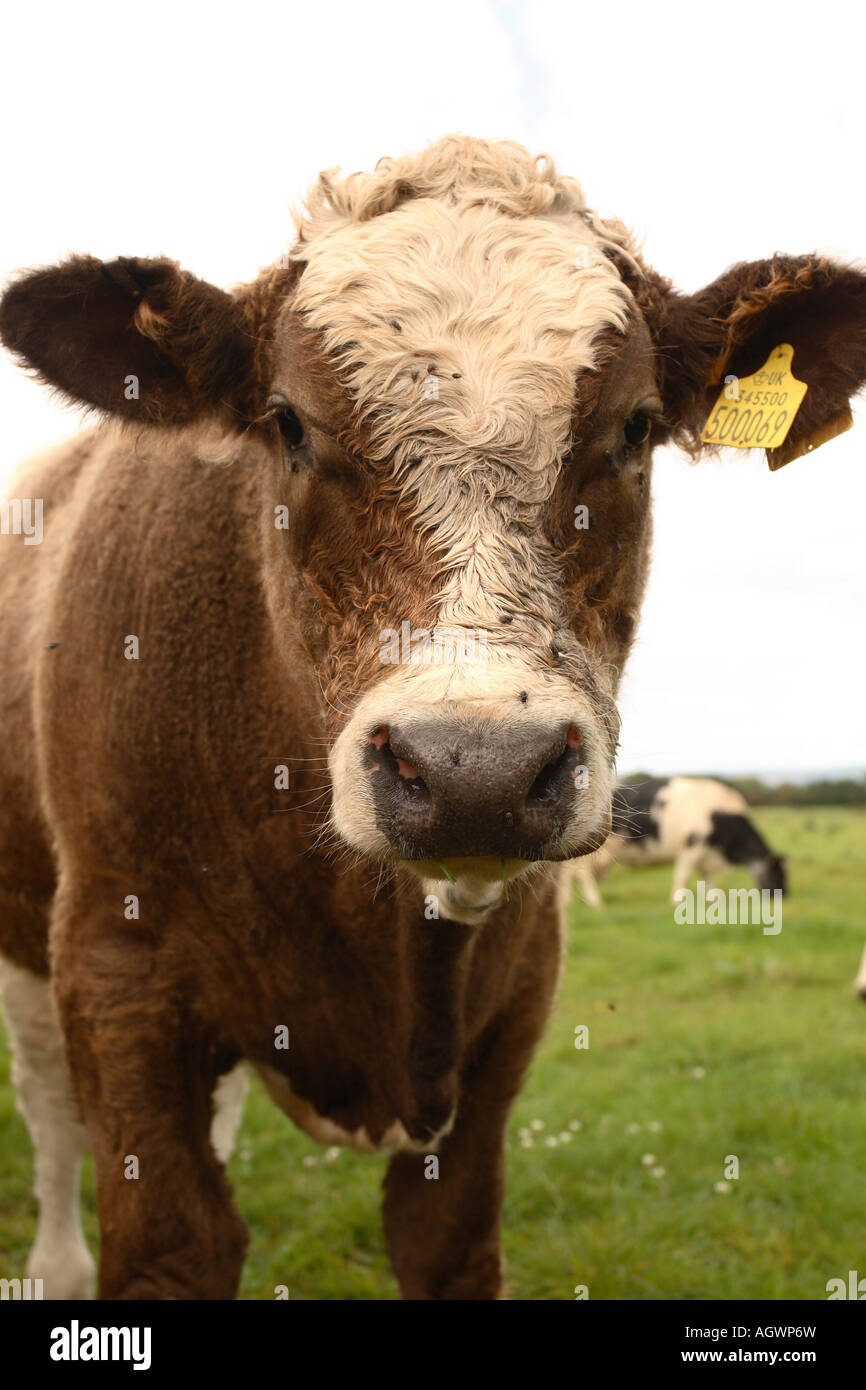 Jeune veau vache génisse avec identification tag marqueur dans le Somerset en Angleterre Banque D'Images