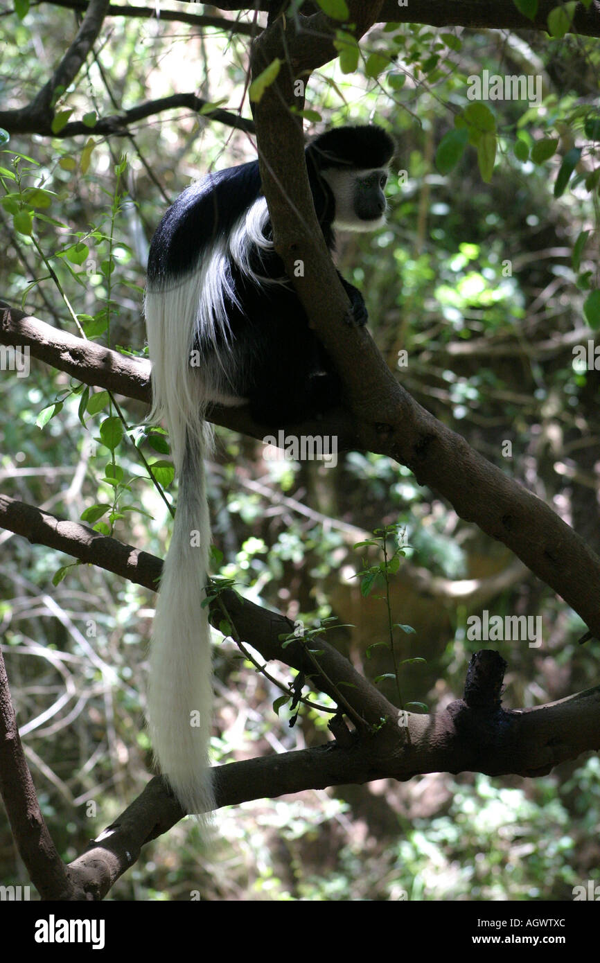 Singe Colobus Colobus polykomos (Kentrout), Grill, Kenya, Afrique de l'Est Banque D'Images