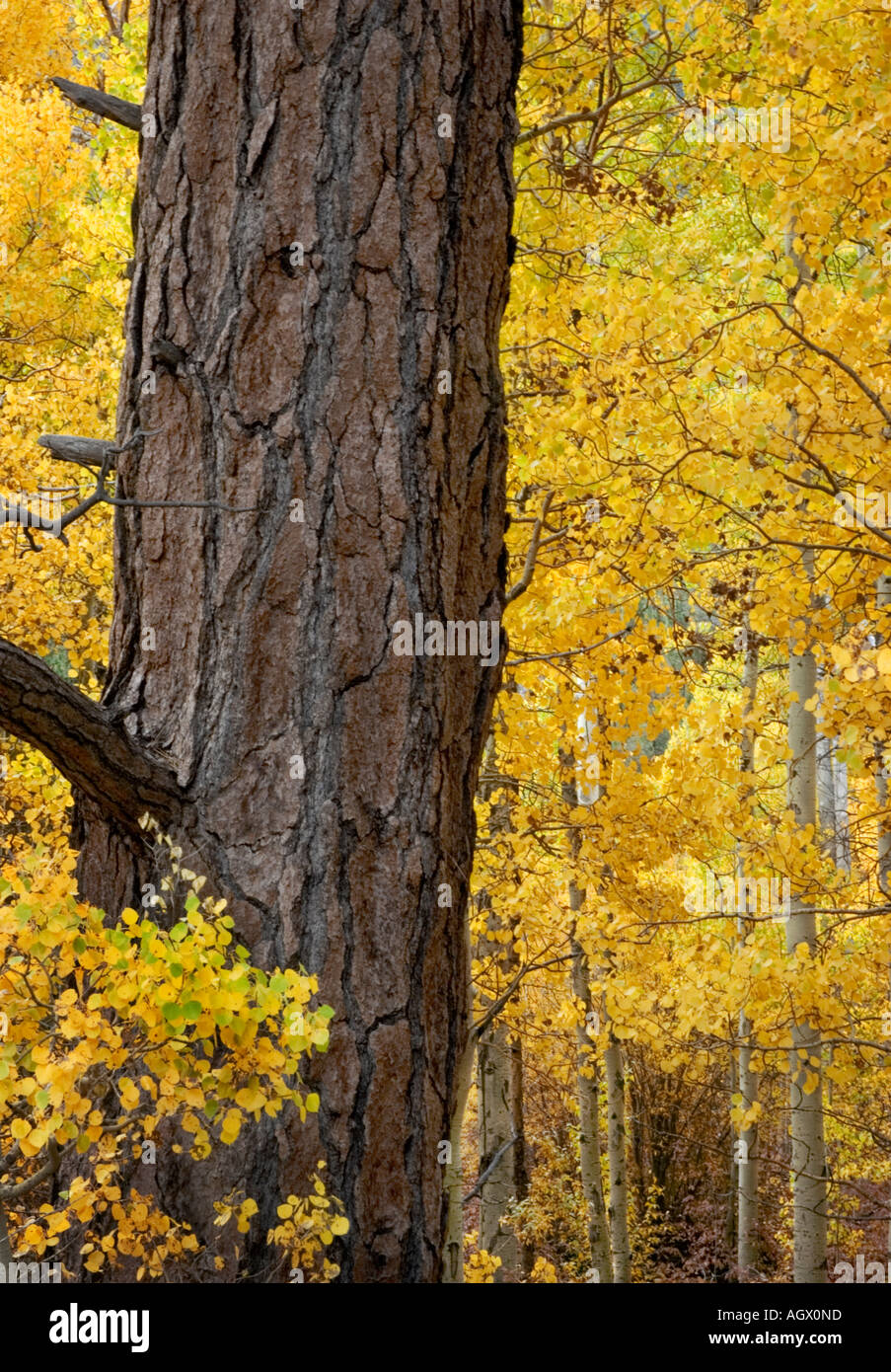 Un arbre est surrrounded avec peupliers jaune au cours de l'automne Banque D'Images