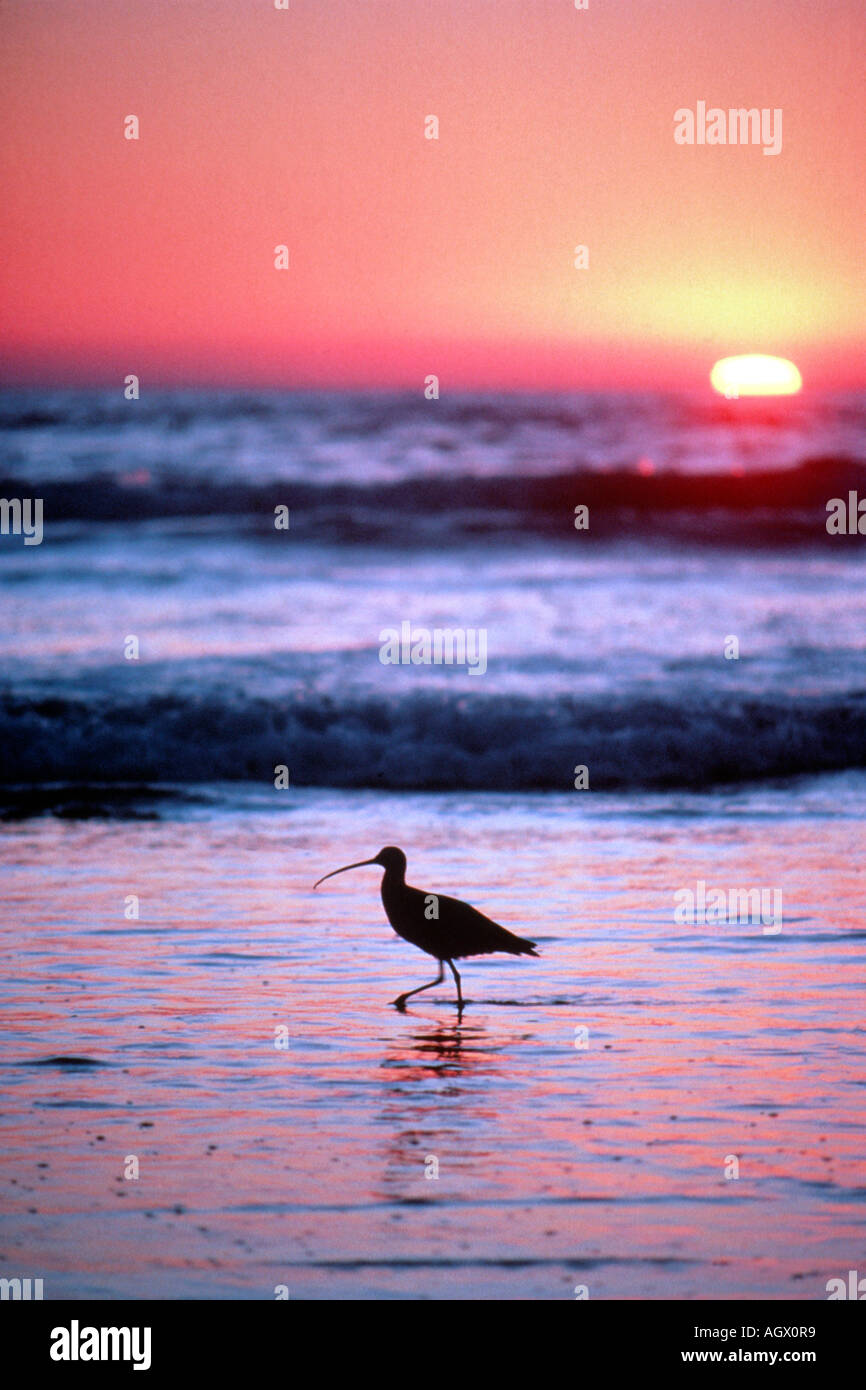 Un chevalier guignette promenades le long de la surf au cours d'une marée basse et le coucher du soleil en Californie. Banque D'Images