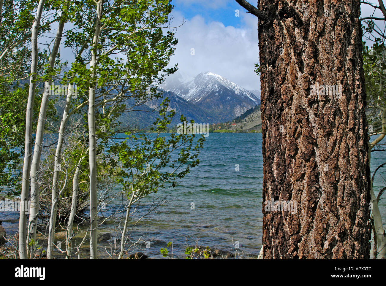 La Californie est de l'arbre et le lac Sierras avec en premier plan et les montagnes en arrière-plan Banque D'Images