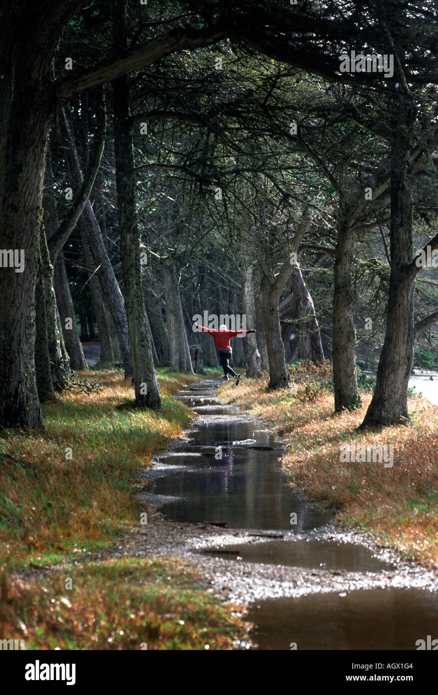 Une image d'un coureur qui saute par dessus les flaques d'eau de pluie tout en colombages avec des arbres de chaque côté Banque D'Images