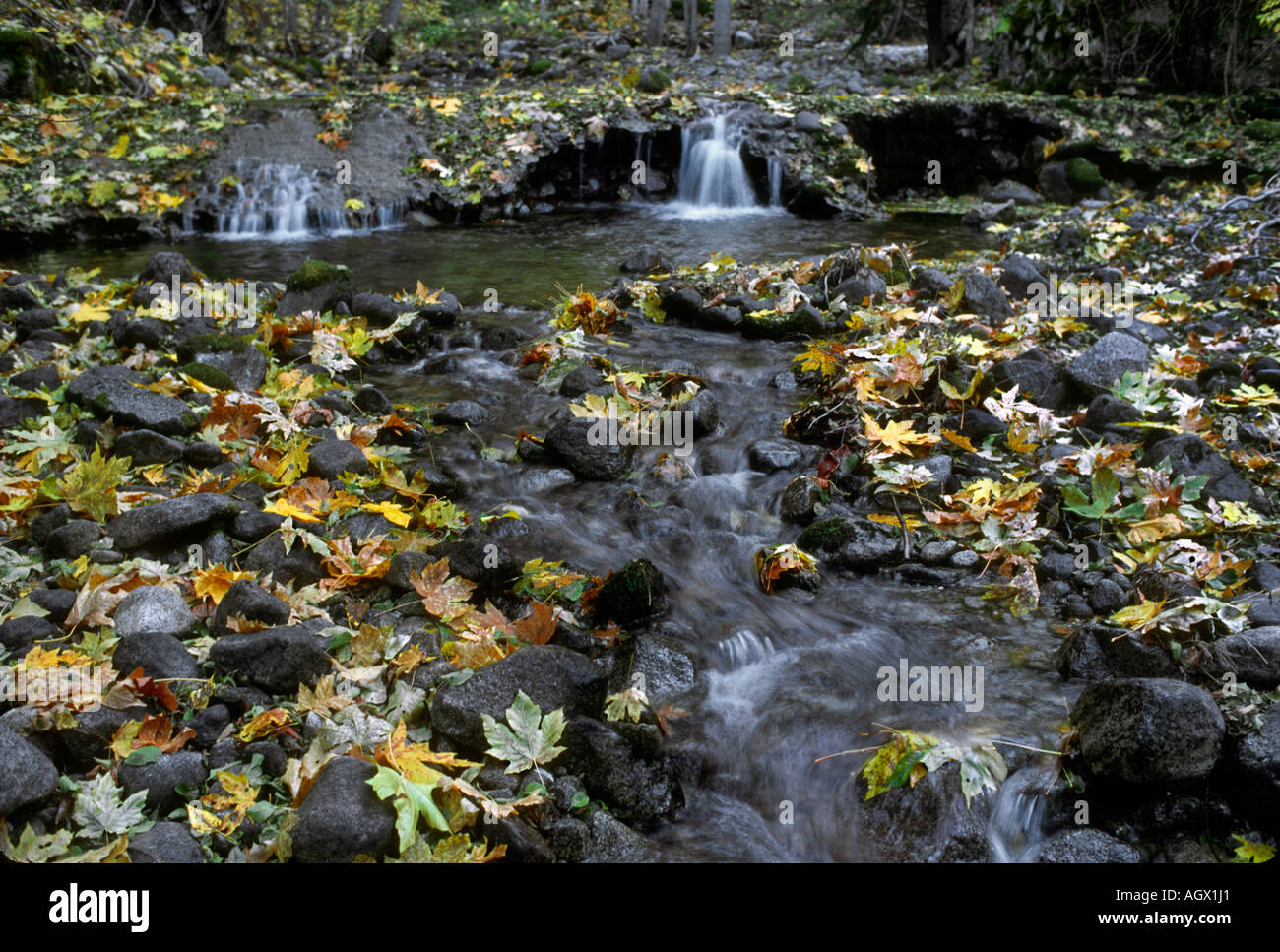 Feuilles d'automne sont répartis dans un lit du ruisseau. Banque D'Images