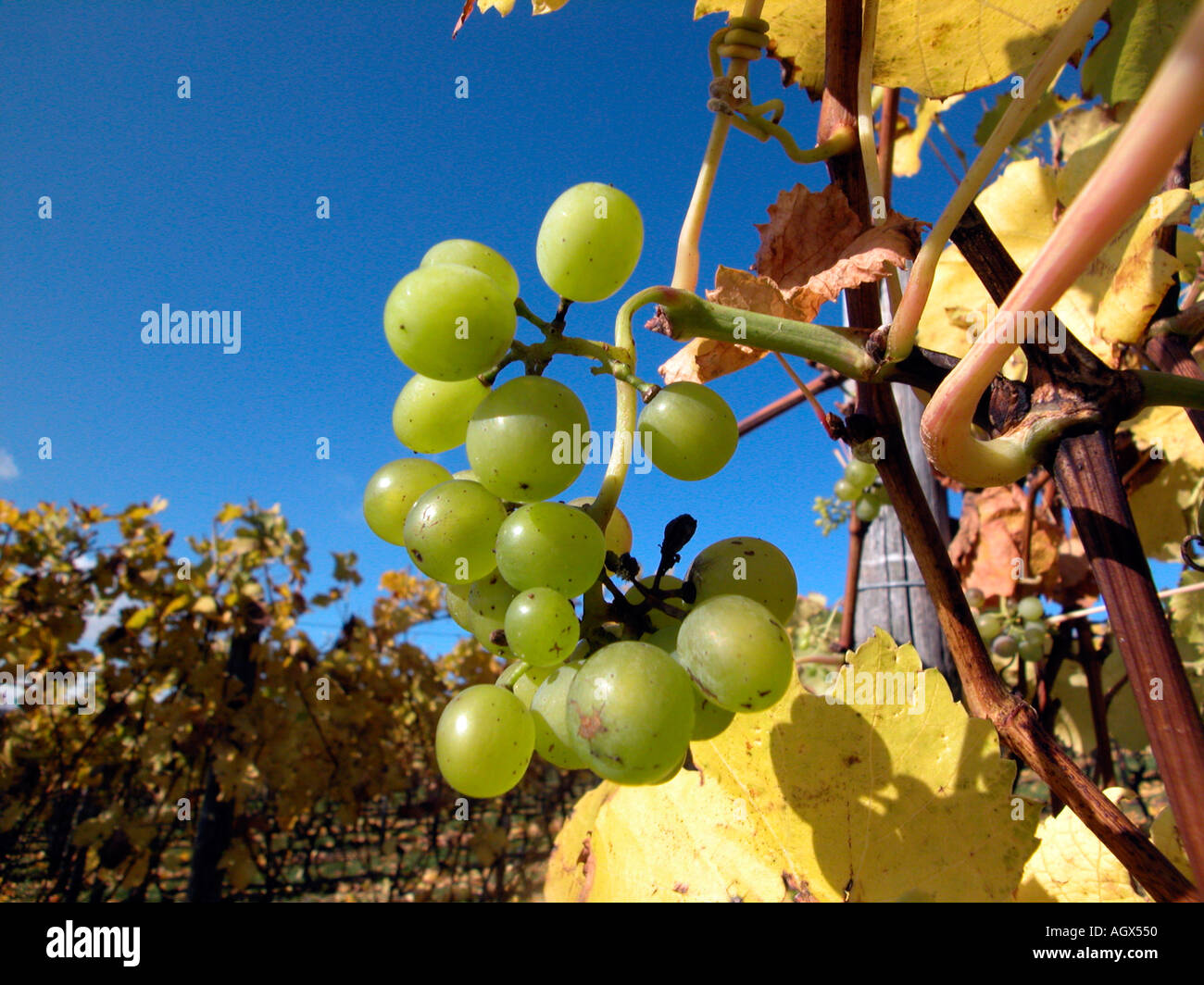 raisins mûrs Banque D'Images