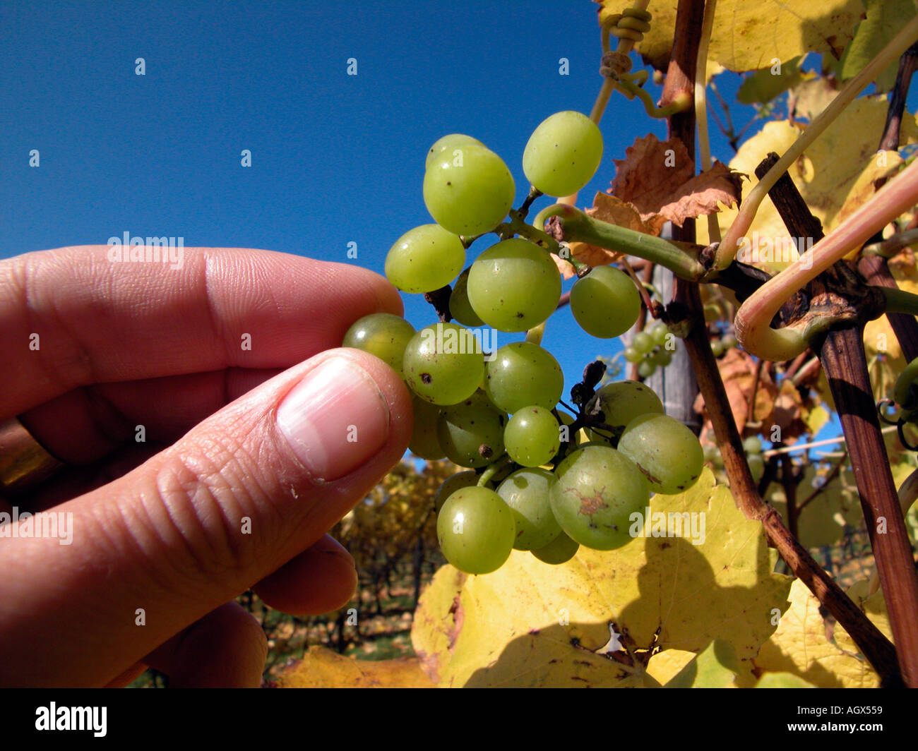 M. raisins mûrs Banque D'Images