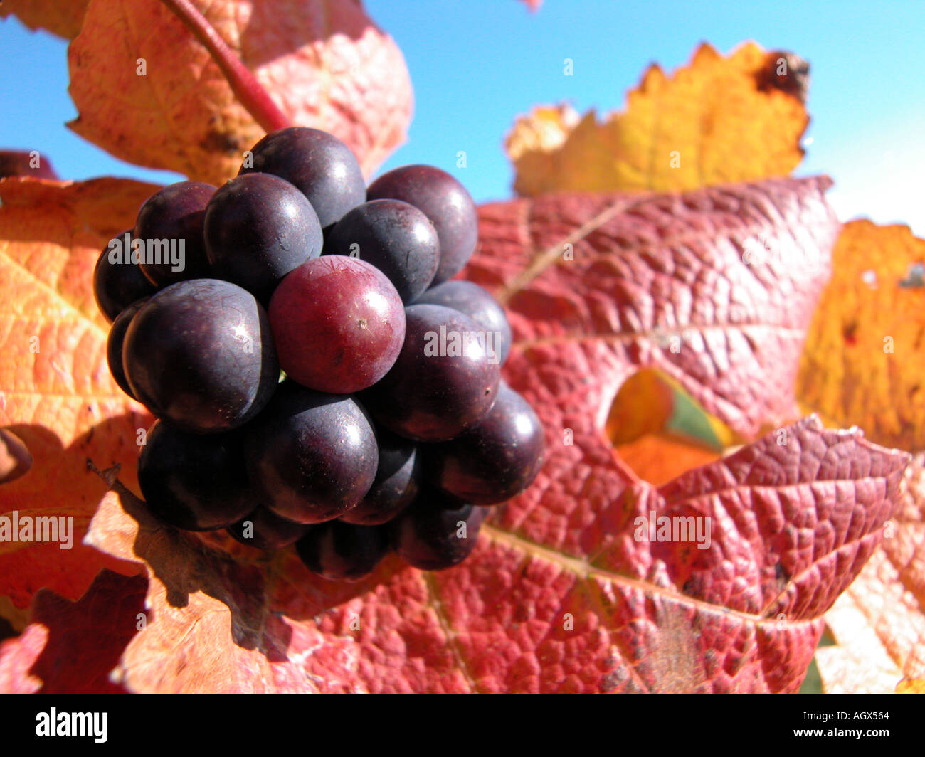 raisins mûrs Banque D'Images