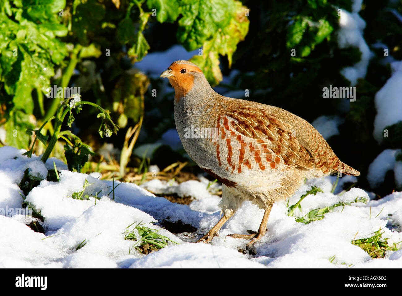 La Perdrix grise Perdix perdix Banque D'Images