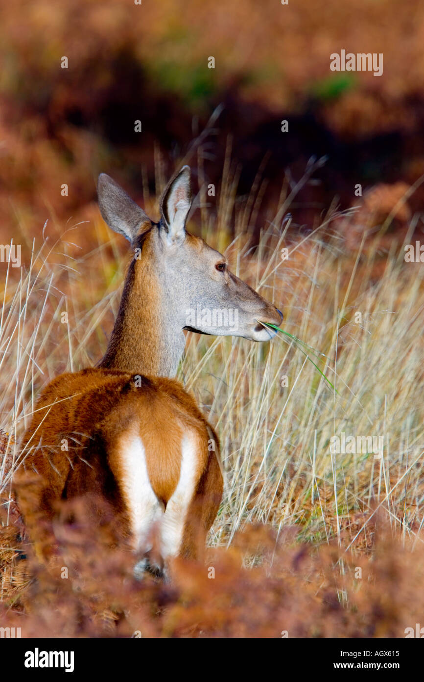 Red Deer Cervus elaphus Hind vue de l'arrière montrant rump patten Richmond Park Londres Banque D'Images