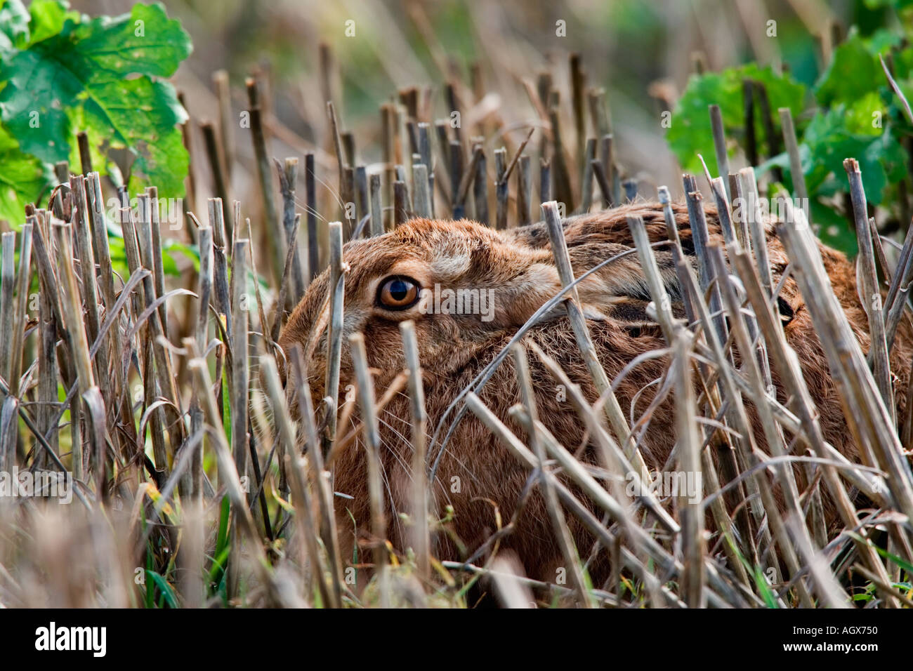 Lièvre brun Lepus capensis dissimulé dans le chaume avec les oreilles en arrière et regard therfield alerte cambridgeshire Banque D'Images