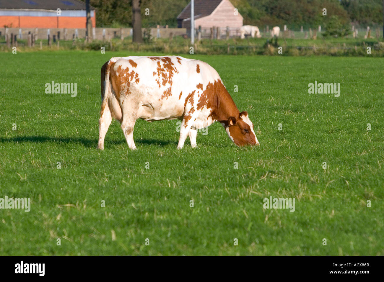 Les vaches brouter sur une ferme dans le nord de la Belgique Banque D'Images