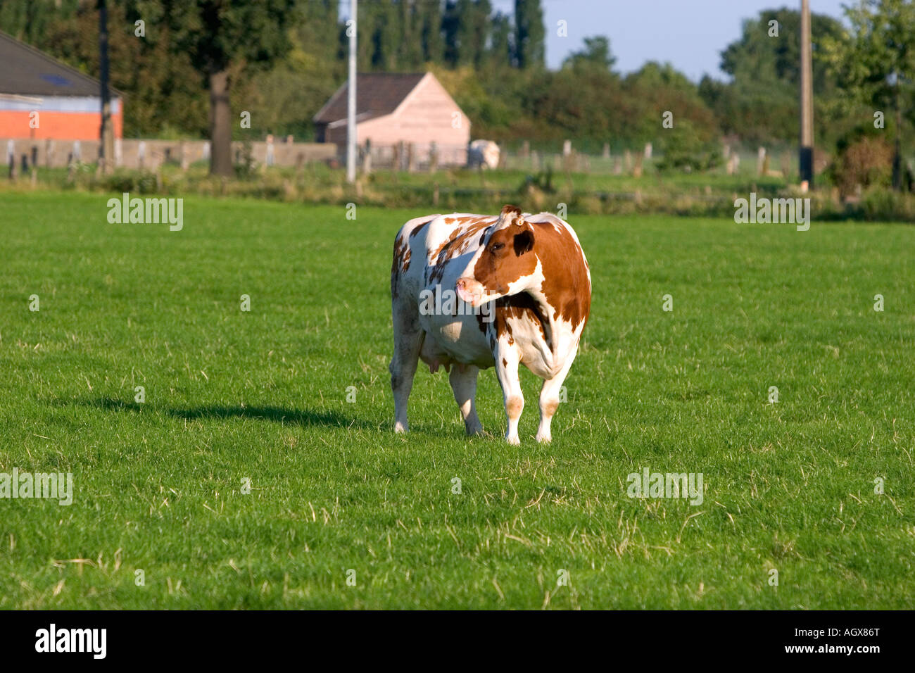 Les vaches brouter sur une ferme dans le nord de la Belgique Banque D'Images