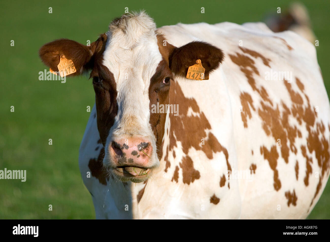 Les vaches brouter sur une ferme dans le nord de la Belgique Banque D'Images