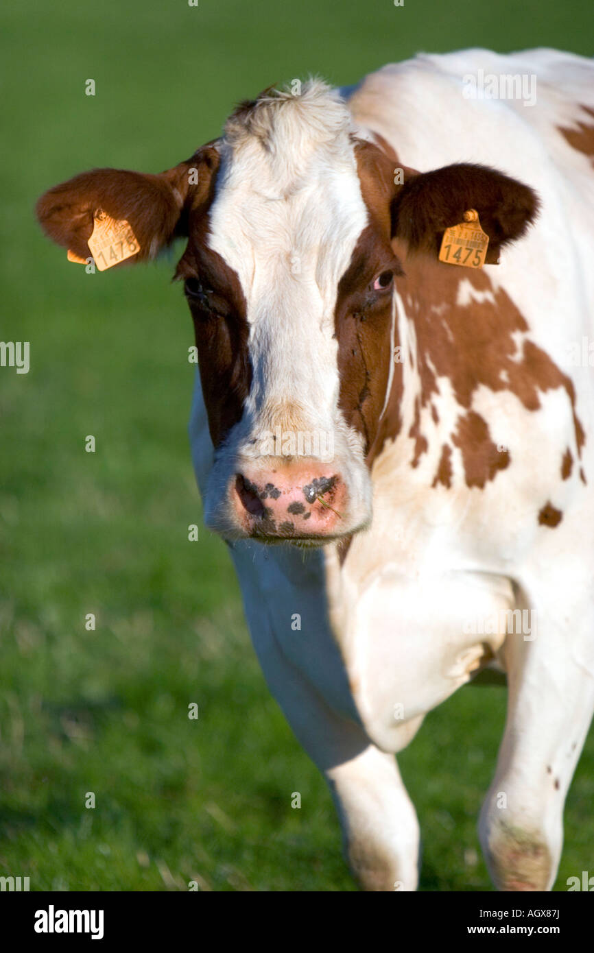 Les vaches brouter sur une ferme dans le nord de la Belgique Banque D'Images