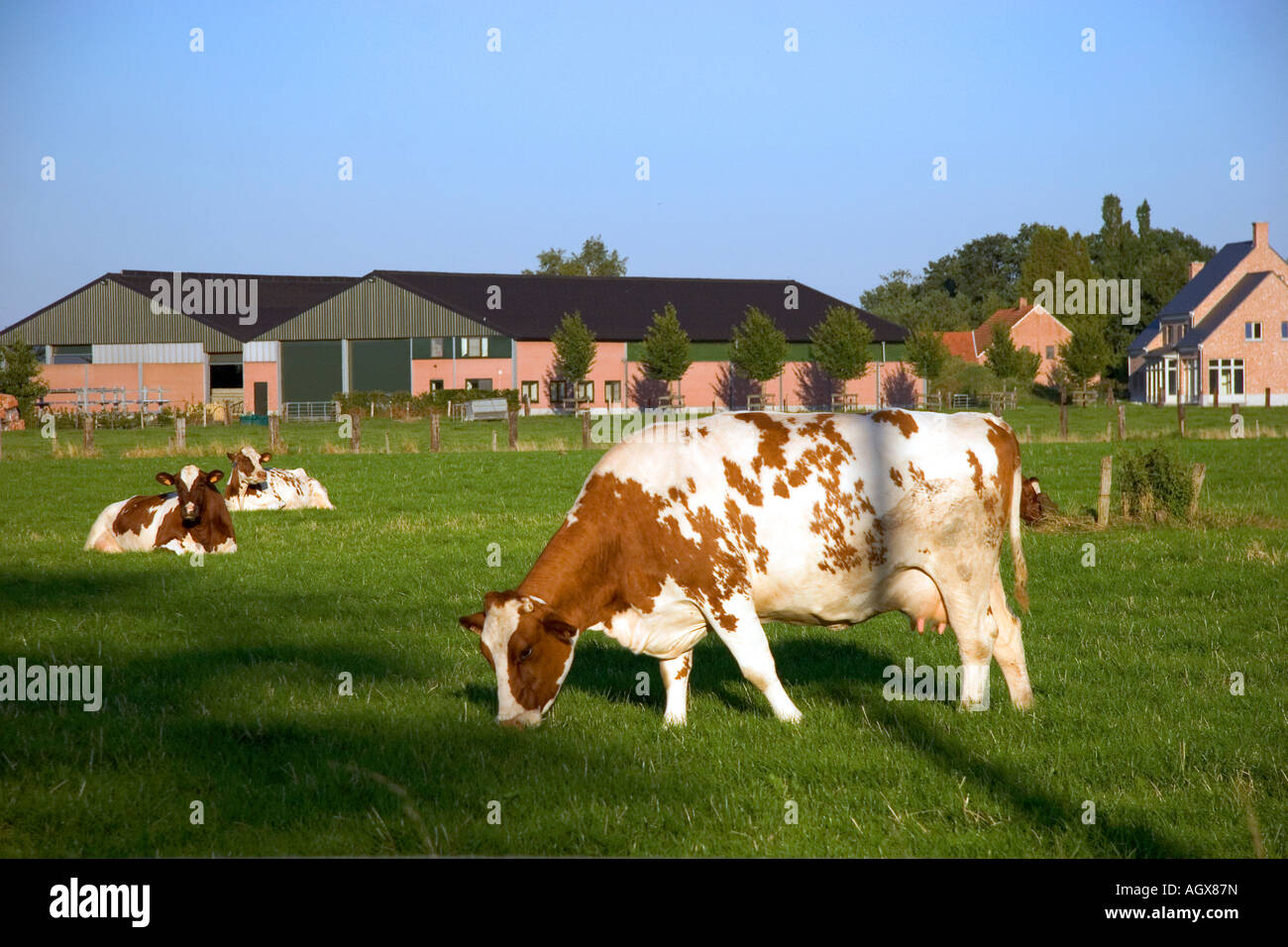 Les vaches brouter sur une ferme dans le nord de la Belgique Banque D'Images