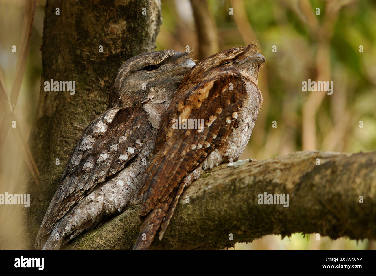 Une paire de Papou sauvages Frogmouths perché dans un arbre à Daintree, Queensland, Australie Banque D'Images