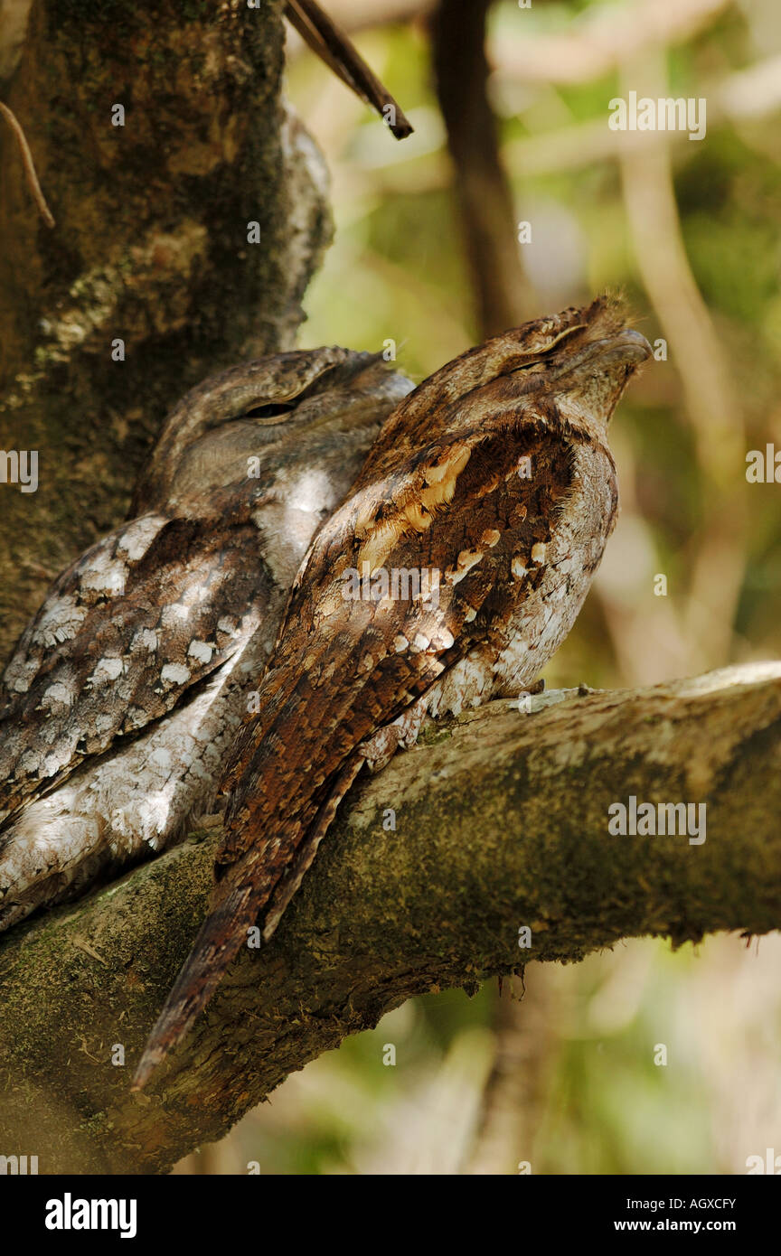 Une paire de Frogmouths papoue perché dans un arbre à Daintree, Queensland, Australie Banque D'Images