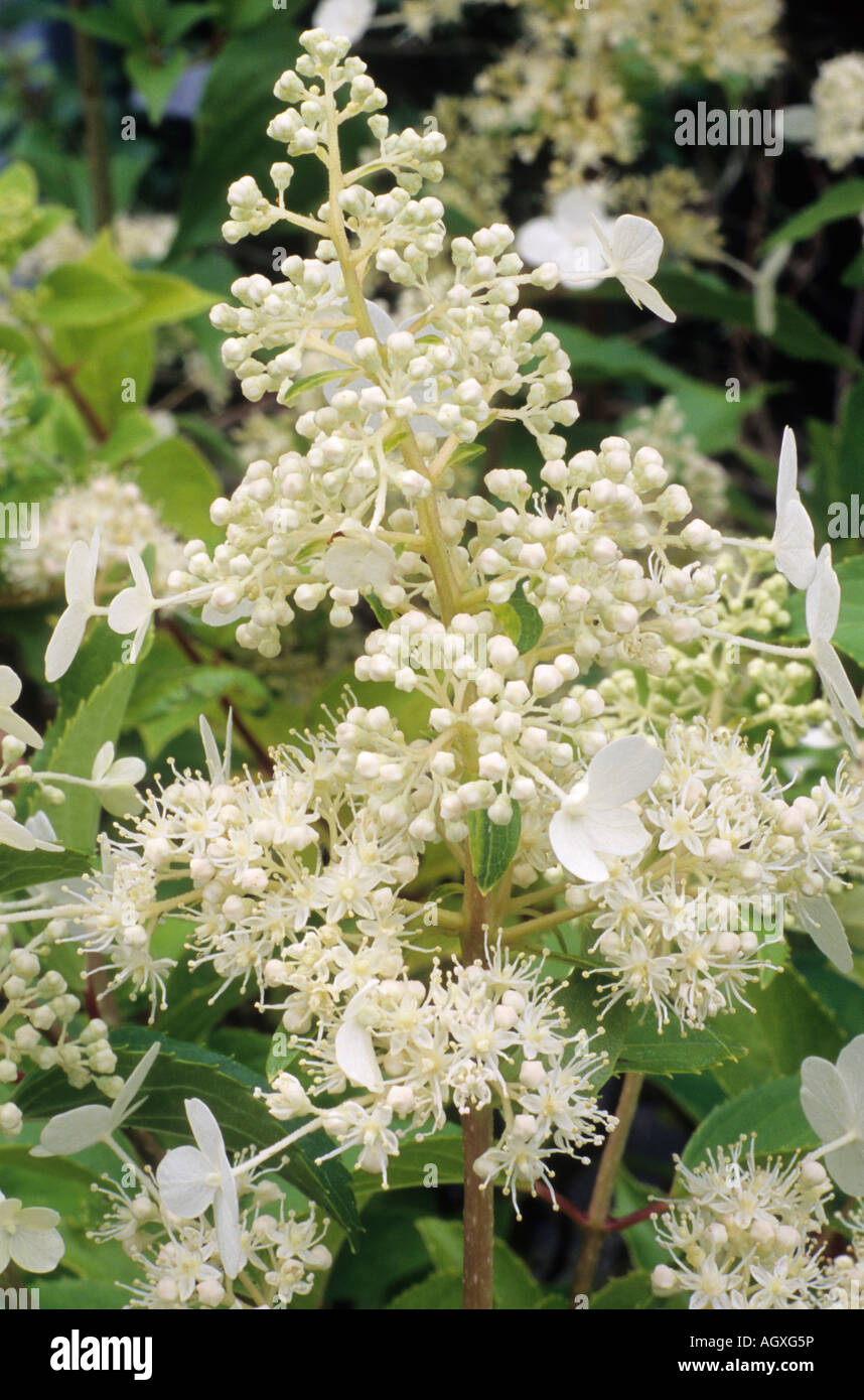 L'Hydrangea paniculata Kyushu Banque D'Images