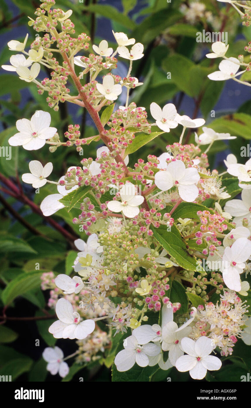 Hydrangea paniculata Mega Pearl Banque D'Images