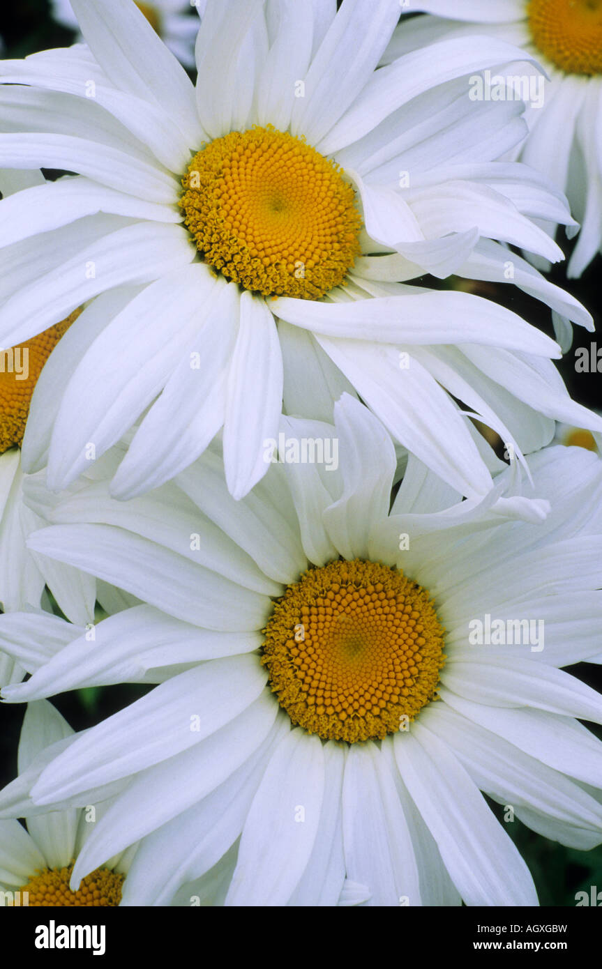 Leucanthemum x superbum Manhattan Banque D'Images