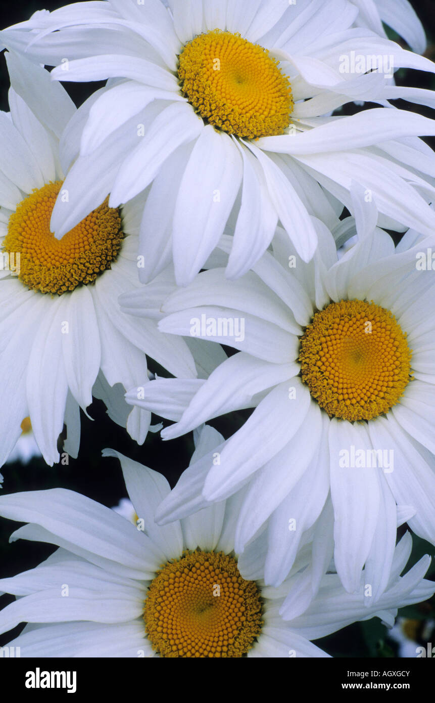 Leucanthemum x superbum Manhattan Banque D'Images