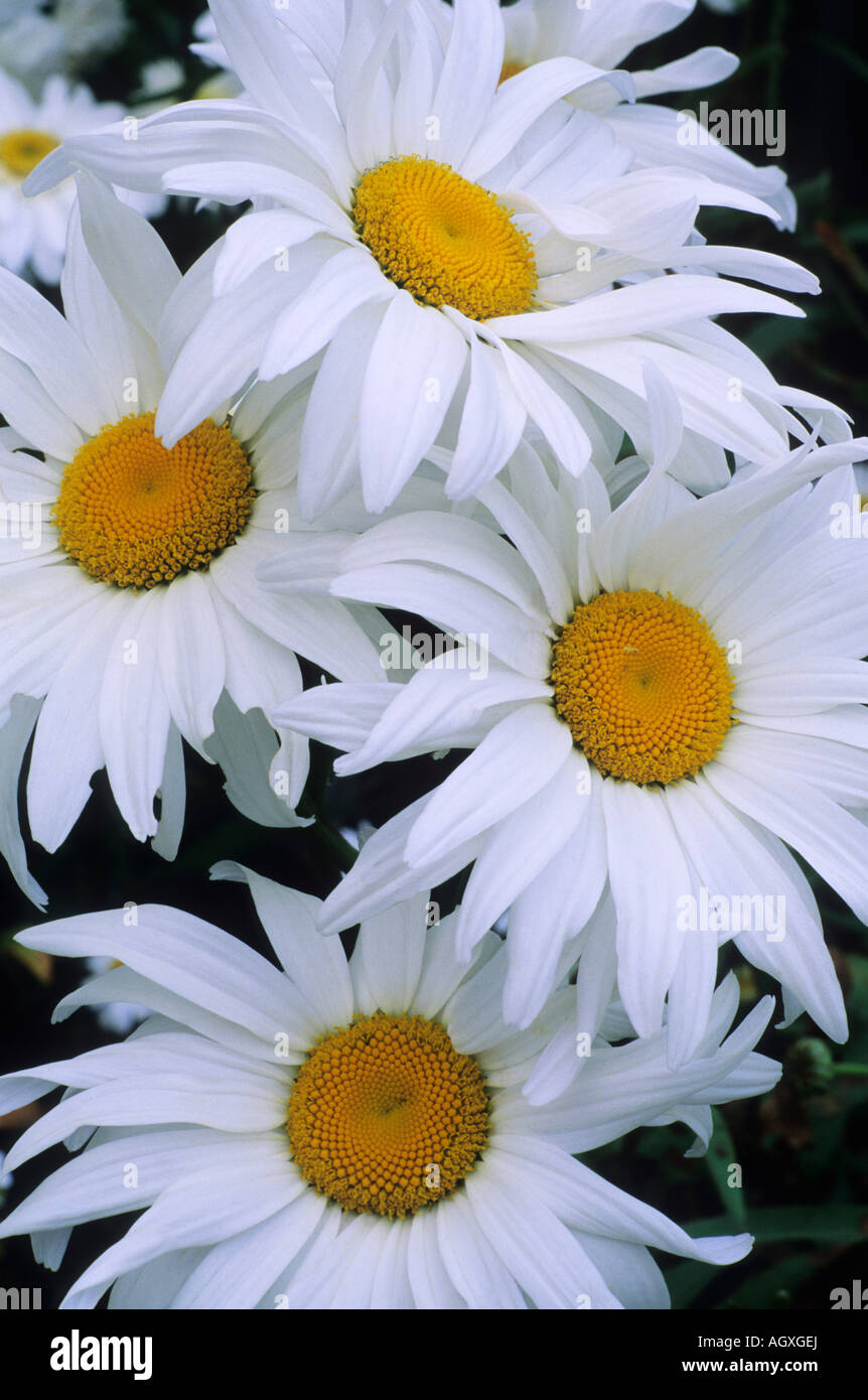 Leucanthemum x superbum Manhattan Banque D'Images
