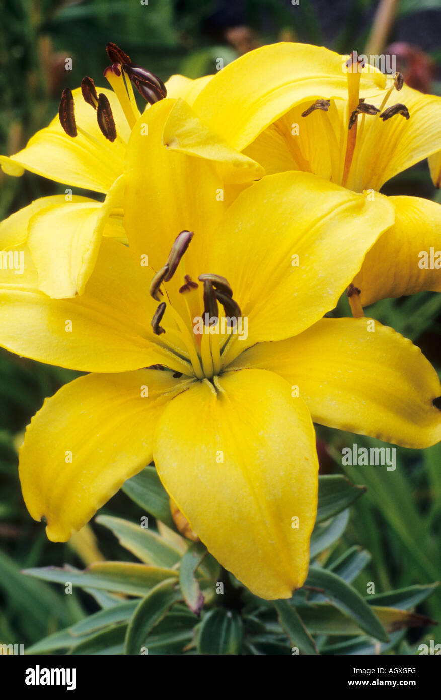 Lilium Pixie jaune Banque D'Images