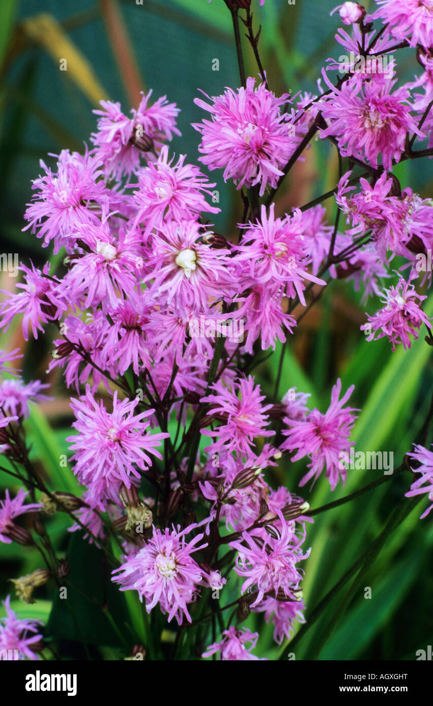 Lychnis flos cuculi Jenny Banque D'Images