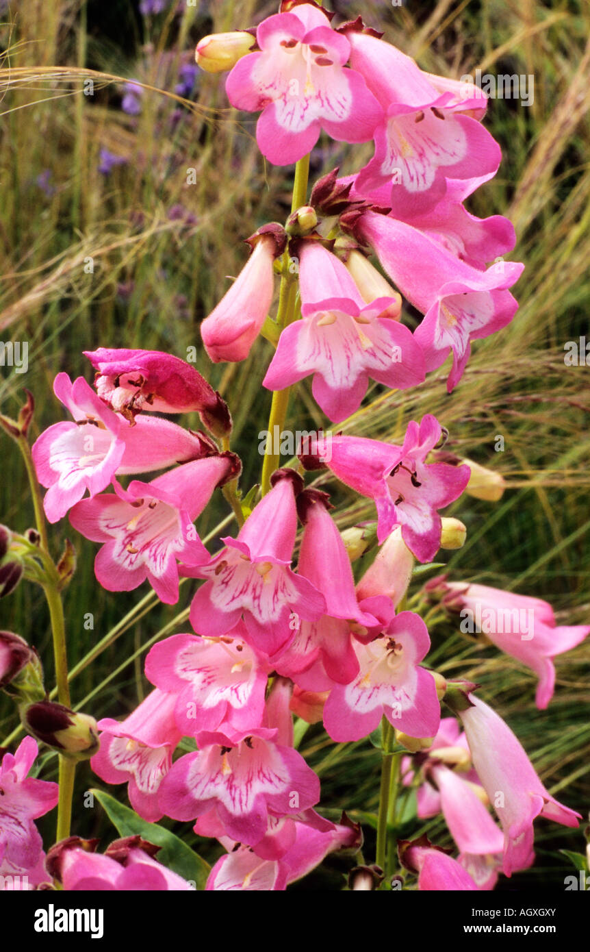 Penstemon Fujiyama Banque D'Images