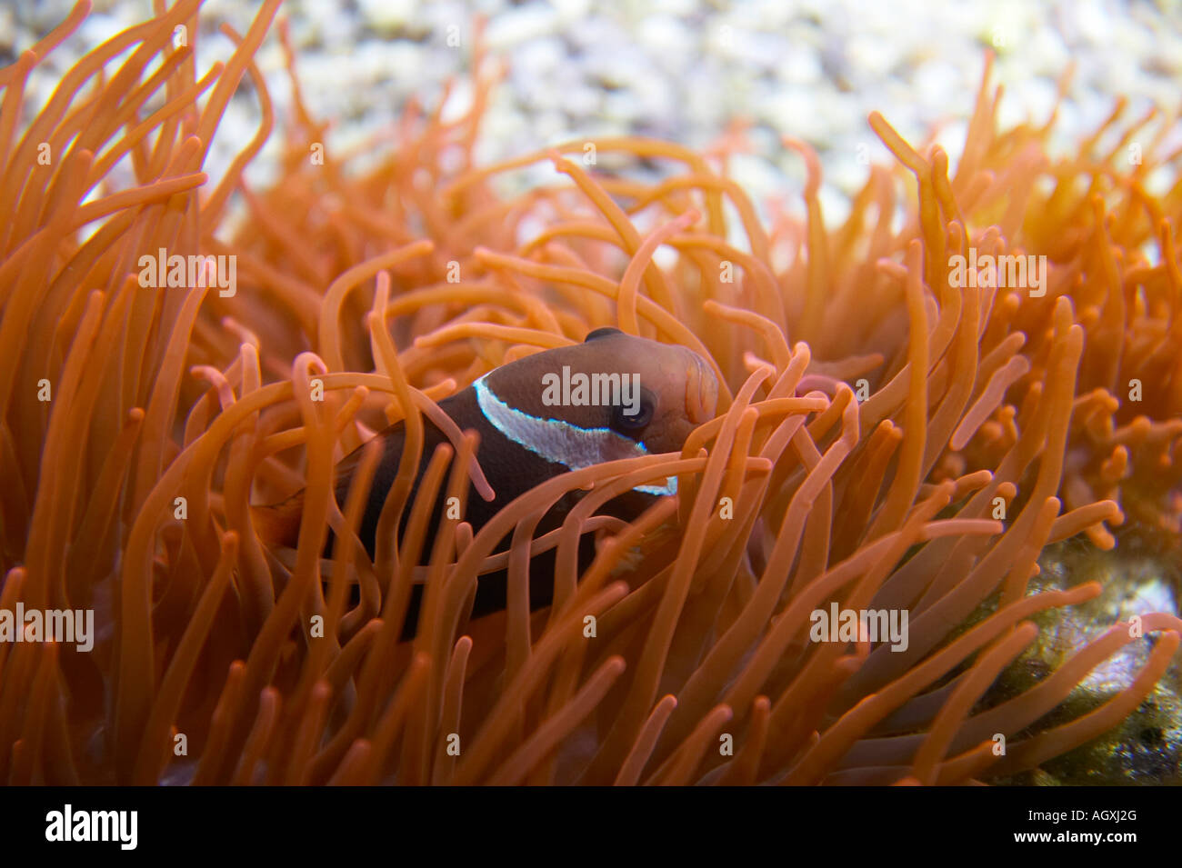 poisson clown Banque D'Images