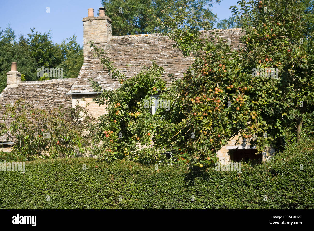 La maturation des pommes dans un chalet jardin dans le village de Cotswold Barnsley, Gloucestershire Banque D'Images