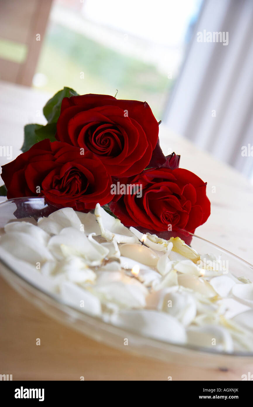 Rose et feuilles de rose Banque D'Images