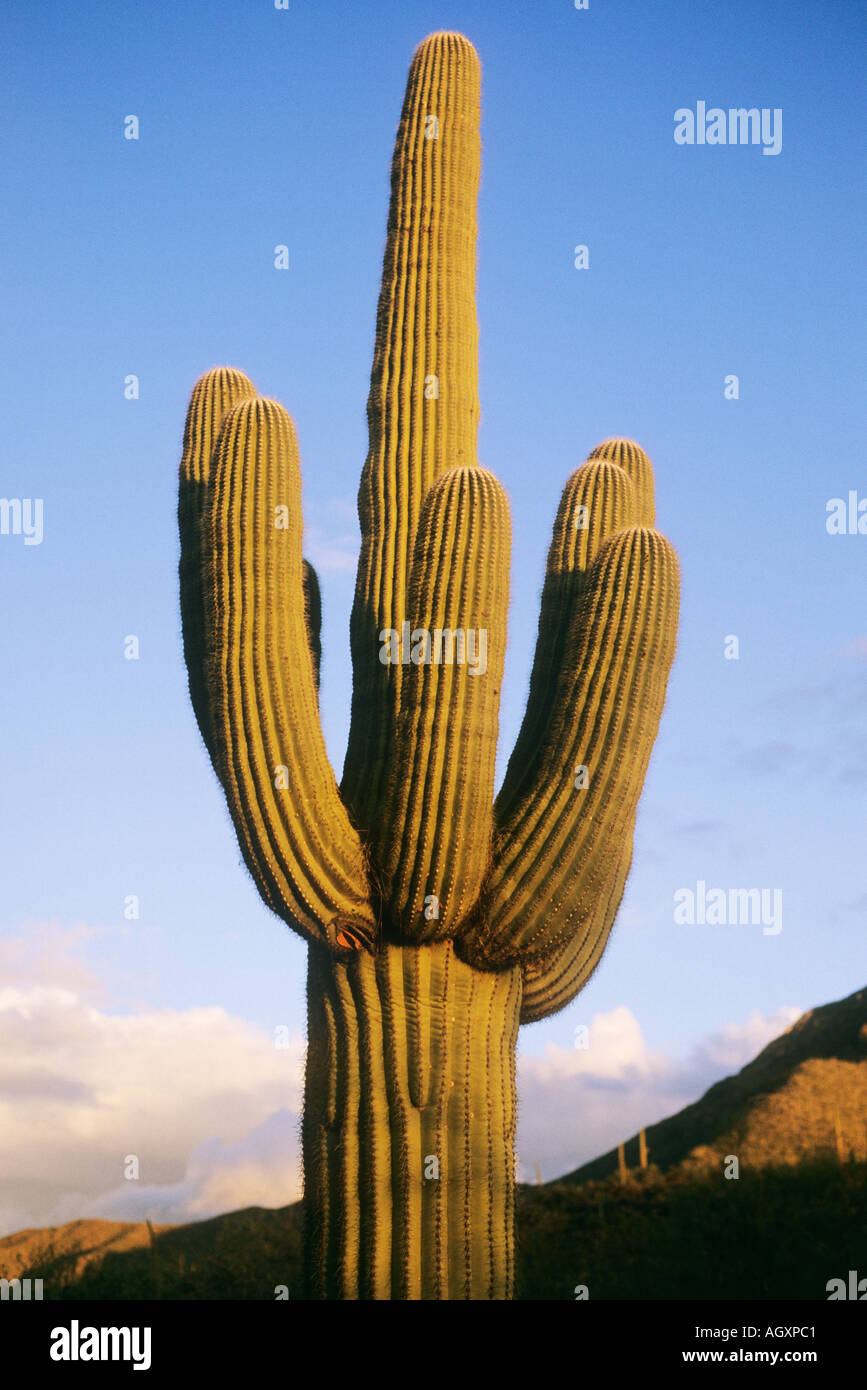 (Saguaro Cactus Cereus giganteus ou Carnegiea gigantea) Banque D'Images
