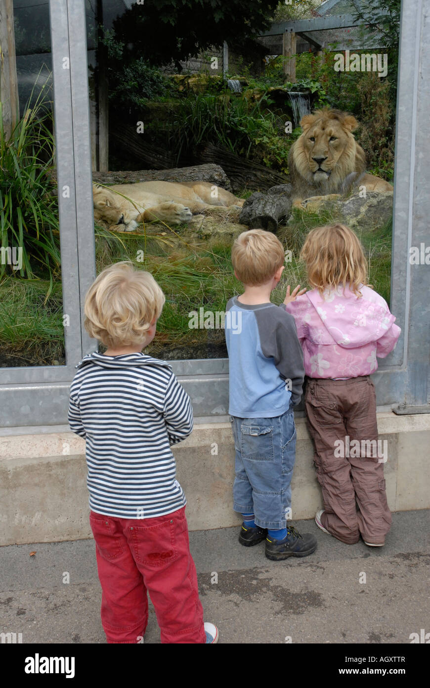 Les jeunes enfants au zoo, debout devant un lion boîtier avec un lion et lionne en arrière-plan Banque D'Images