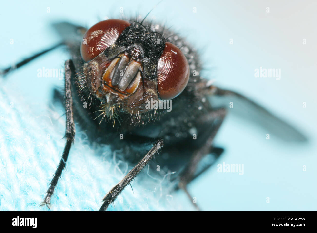 Gros plan du visage d'une mouche domestique Banque D'Images