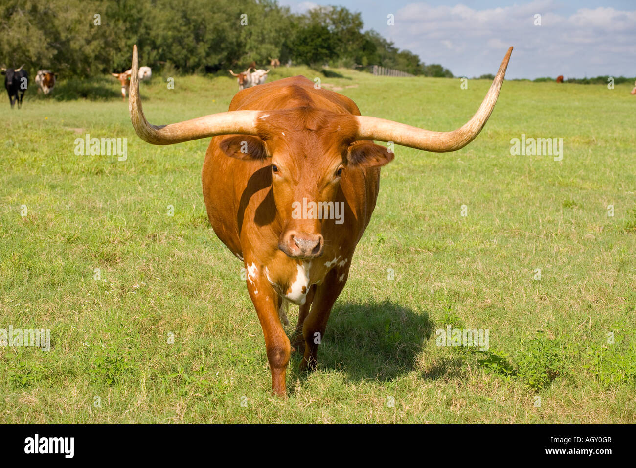 Texas Longhorn Cattle Banque D'Images