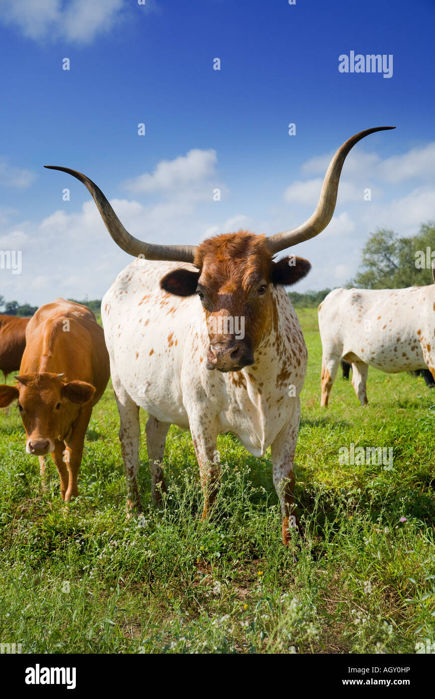 Texas Longhorn Cattle Banque D'Images