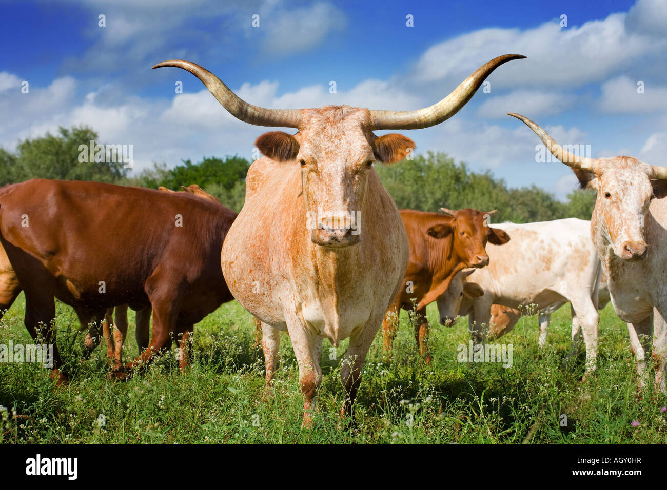 Texas Longhorn Cattle Banque D'Images