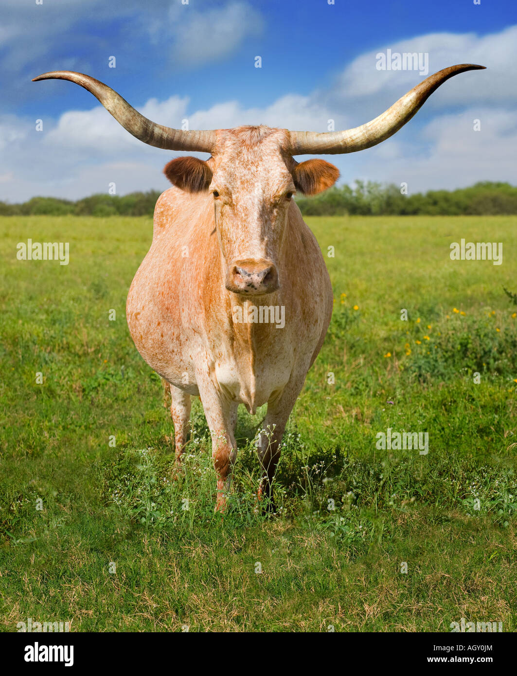 Texas Longhorn Cattle Banque D'Images