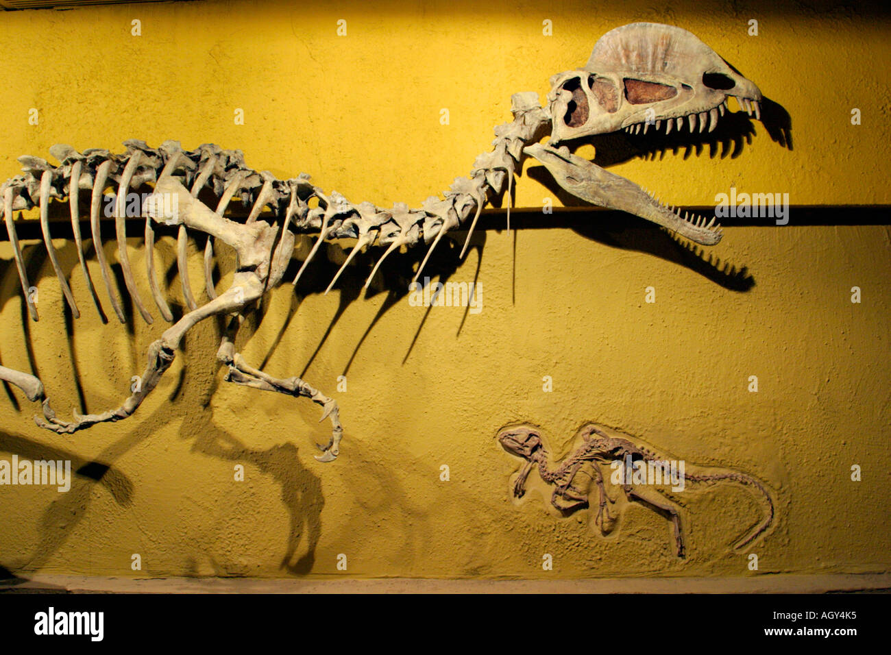 Structure du squelette d'Dilophsaurus Heterodontisaurus et dinosaures-Royal Tyrrell Museum, Drumheller, Alberta, Canada. Banque D'Images
