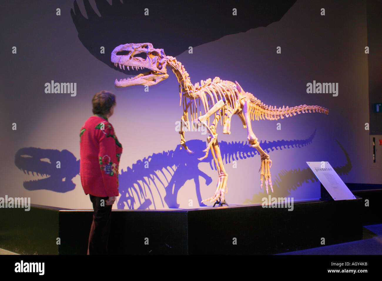 L'étude de combustibles terminé touristique principal cast de Tyrannosaurus Rex au Royal Tyrrell Museum Banque D'Images