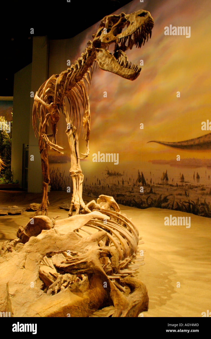 Portrait de lifesize replica de la structure du squelette de l'Albertosaurus planant au-dessus de proie-musée Royal Tyrrell, Drumheller, Alberta Banque D'Images