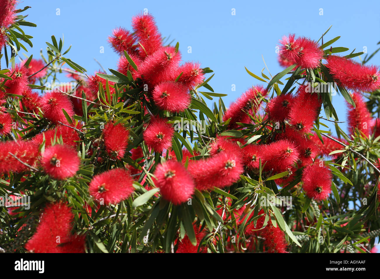 Callistemon citrinus ou brosse à bouteille Kangaroo Island Australie Banque D'Images