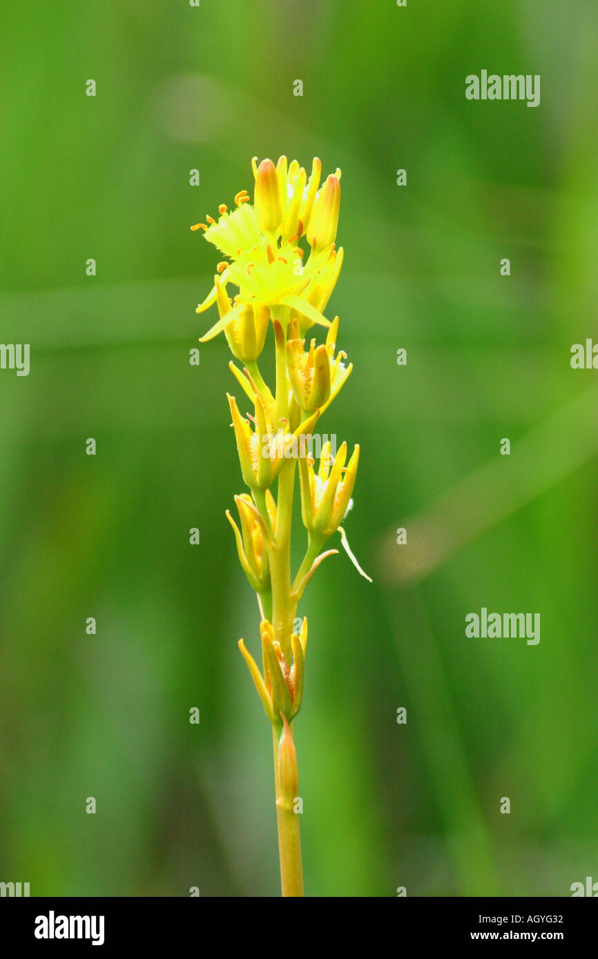 Narthecium ossifragum Bog Asphodel Isle of Mull Ecosse Banque D'Images