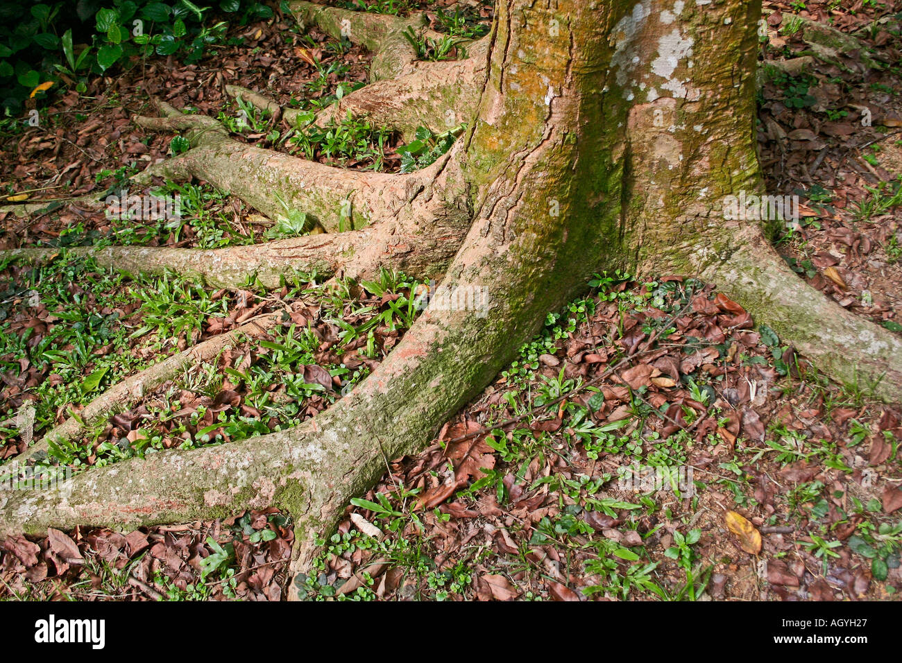 Les racines des arbres de la forêt tropicale Banque D'Images