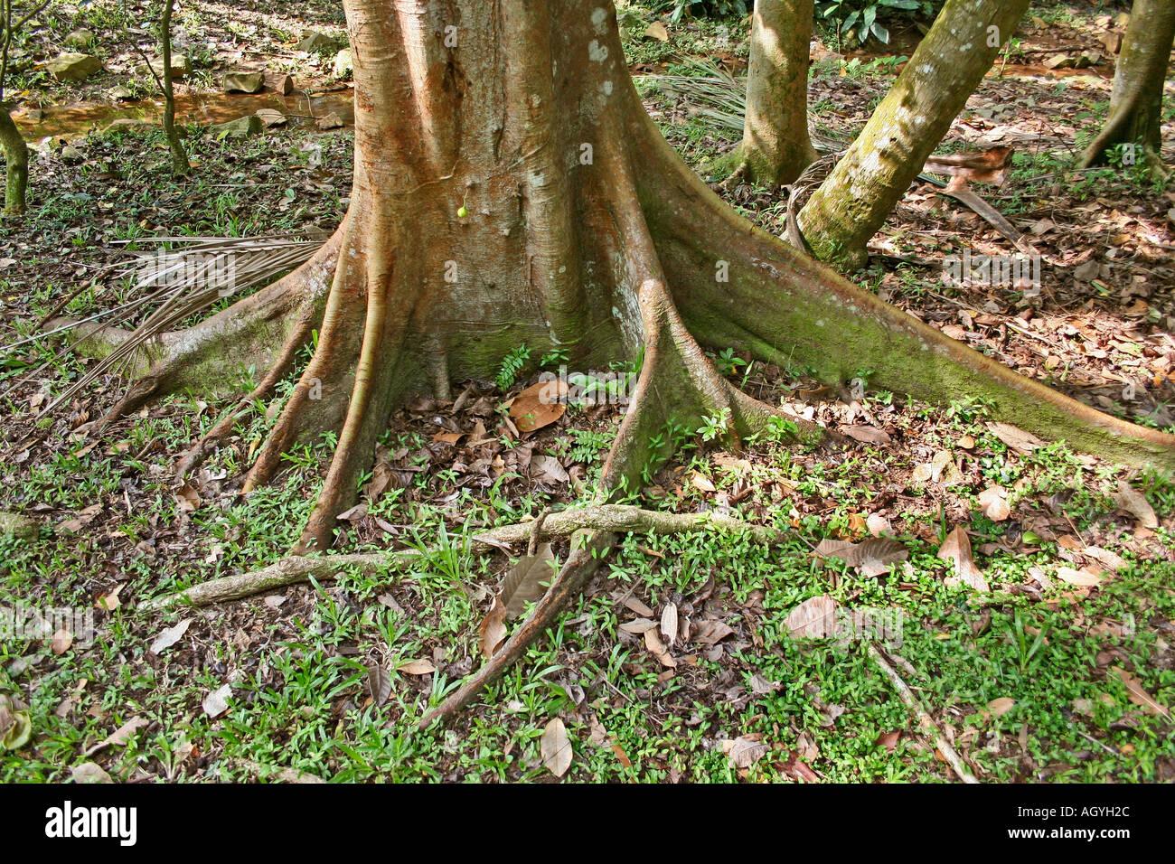 Les racines des arbres de la forêt tropicale Banque D'Images