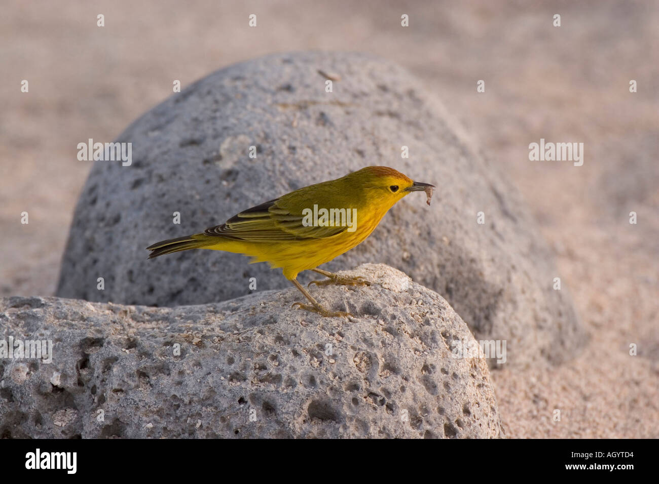 Paruline jaune Dendroica petechia aureola Îles Galápagos Banque D'Images